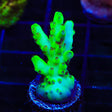 TSA Pearl Acropora Coral