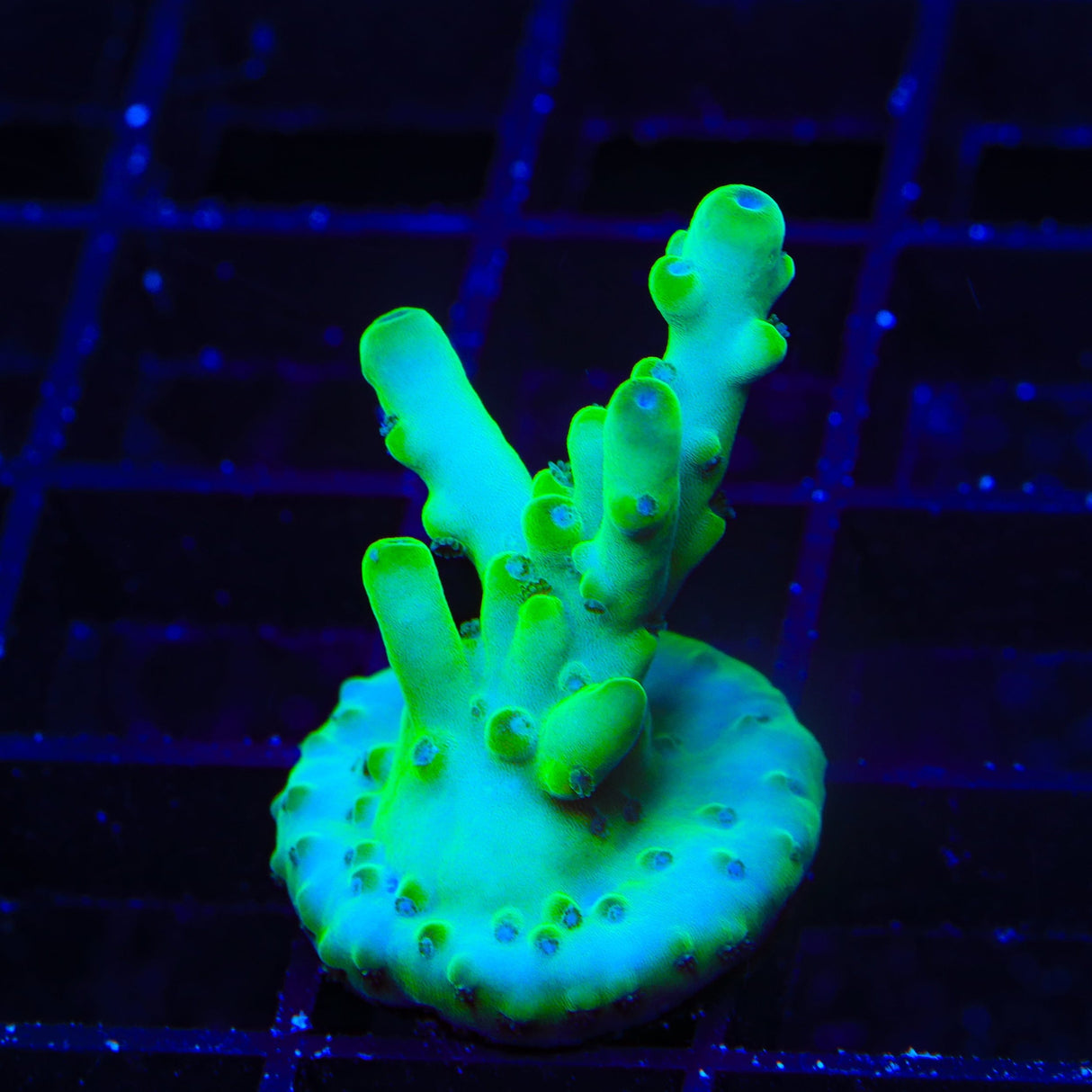 TSA Pearl Acropora Coral