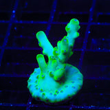 TSA Pearl Acropora Coral