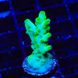 TSA Pearl Acropora Coral