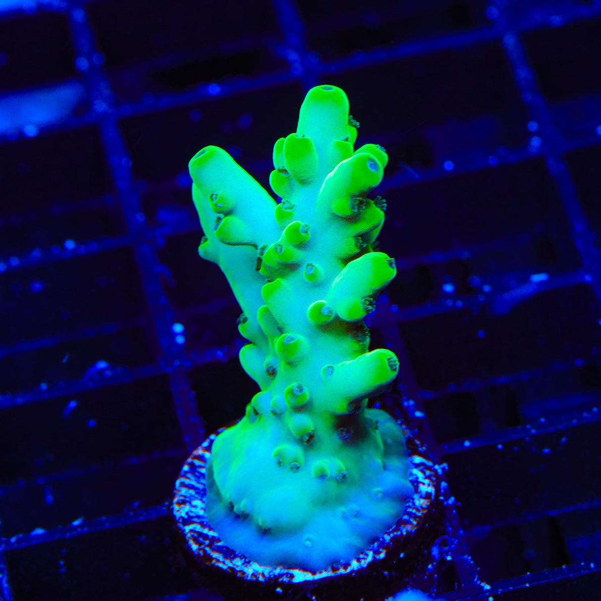 TSA Pearl Acropora Coral