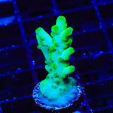 TSA Pearl Acropora Coral