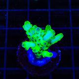 TSA Pearl Acropora Coral