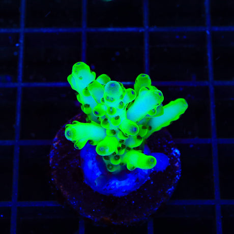 TSA Pearl Acropora Coral