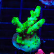 TSA Pearl Acropora XL Frag Coral