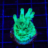 TSA Pearl Acropora XL Frag Coral