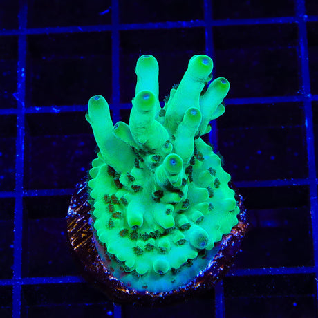 TSA Pearl Acropora XL Frag Coral