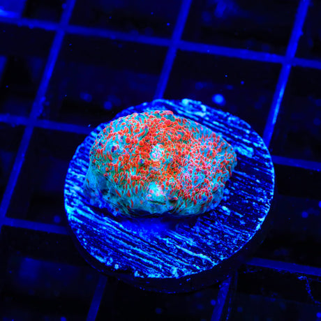 TSA Peppermint Swirl Chalice Coral