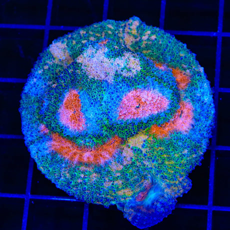 TSA Pepto Blast Chalice Colony Coral