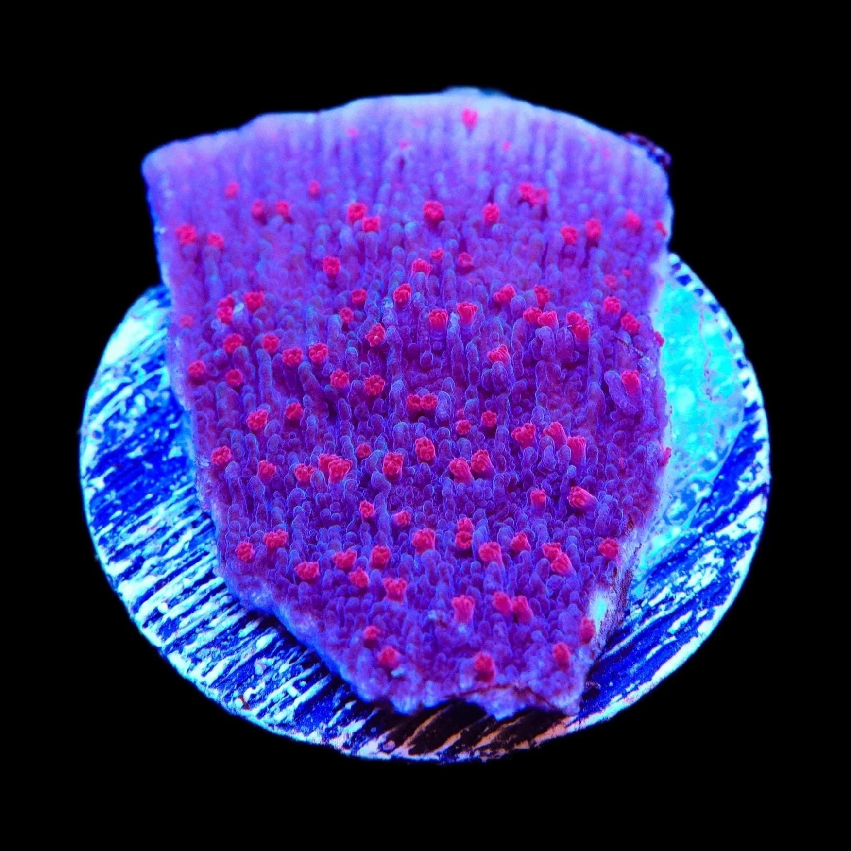 TSA Periwinkle Passion Montipora Cap Coral – Top Shelf Aquatics