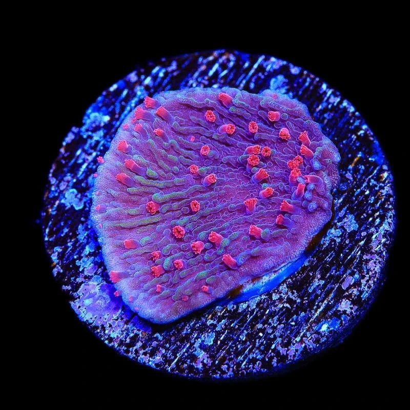 ⚠️ぽめらにあん⚠️KOROGI SP-557 R パープルマレット TSA Periwinkle Passion Montipora Cap Coral – Top Shelf Aquatics