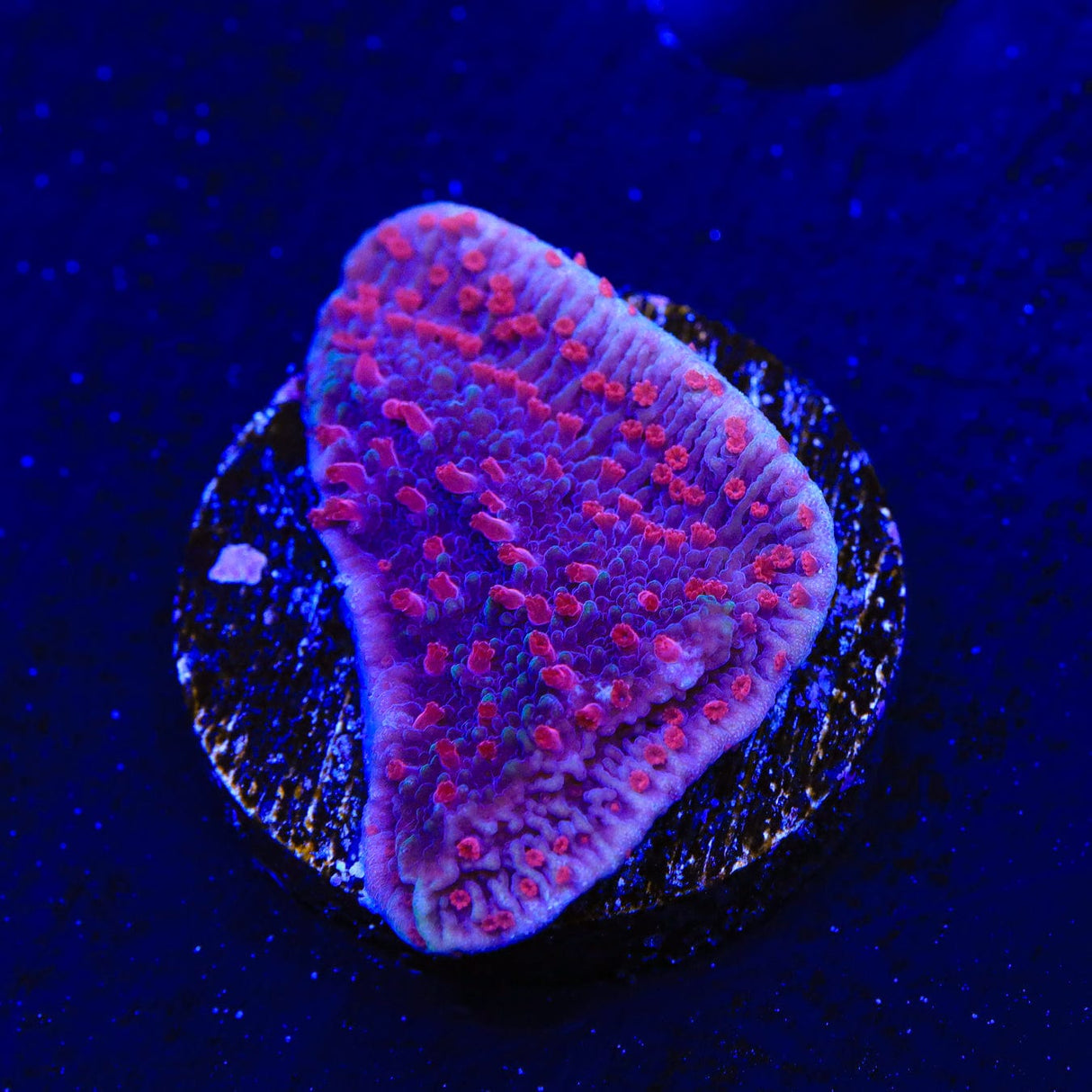TSA Periwinkle Passion Montipora Cap Coral