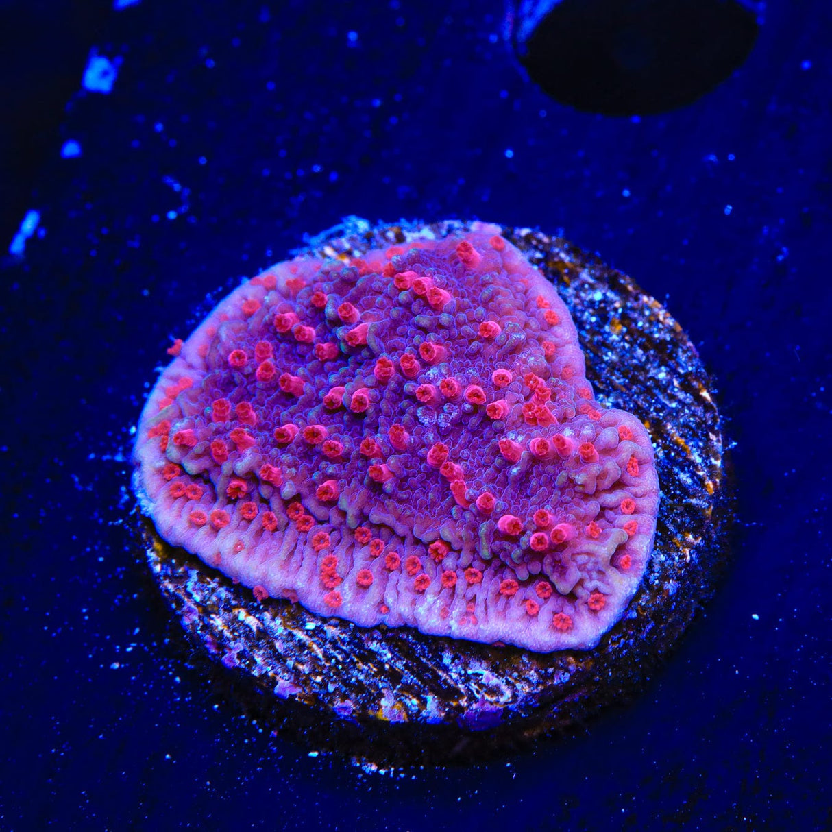 TSA Periwinkle Passion Montipora Cap Coral