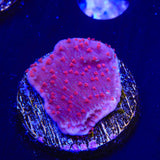 TSA Periwinkle Passion Montipora Cap Coral