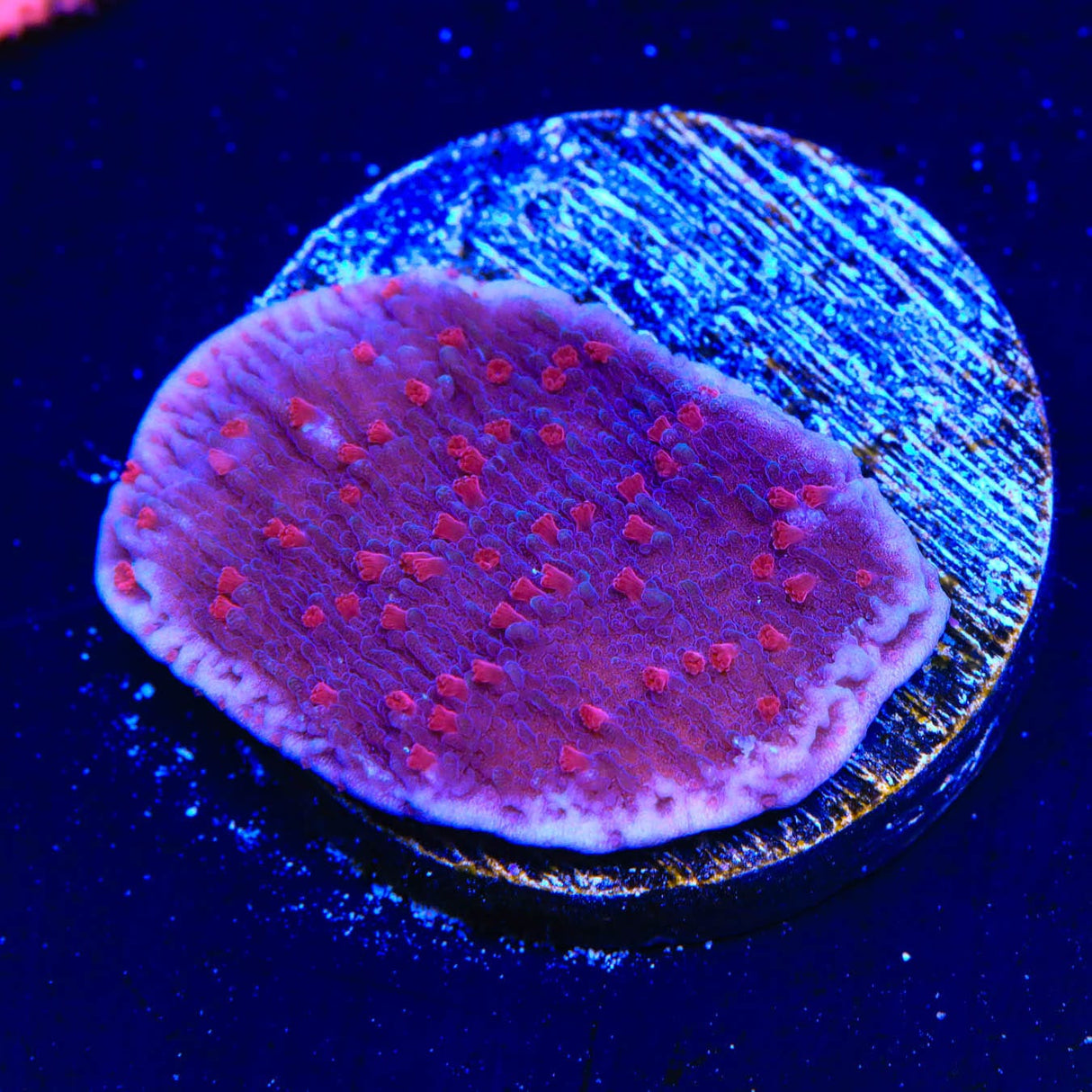 TSA Periwinkle Passion Montipora Cap Coral
