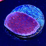 TSA Periwinkle Passion Montipora Cap Coral