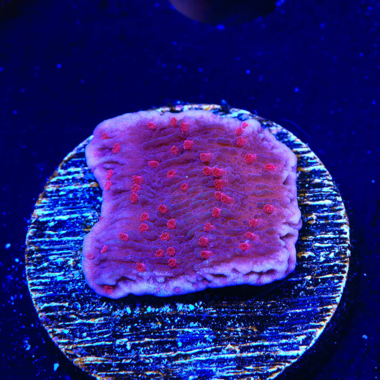 TSA Periwinkle Passion Montipora Cap Coral