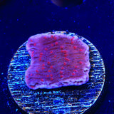 TSA Periwinkle Passion Montipora Cap Coral