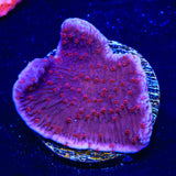 TSA Periwinkle Passion Montipora Cap Coral