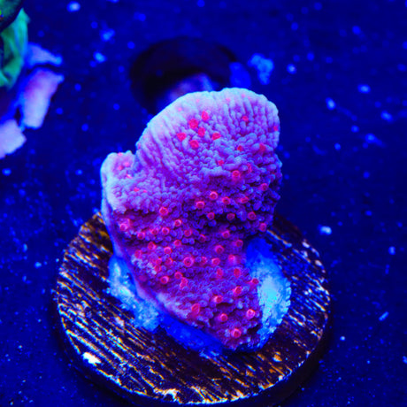 TSA Periwinkle Passion Montipora Cap Coral