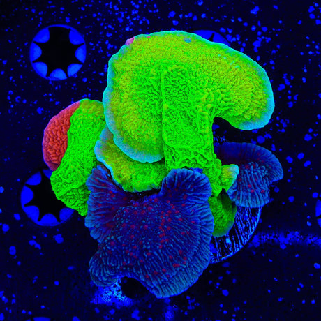 TSA Periwinkle Passion, Red and Tyree Aequituberculata Montipora Cap Coral