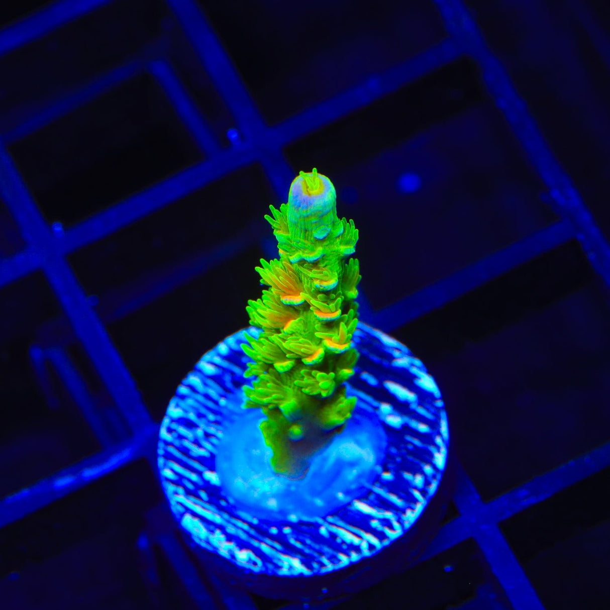 TSA Peter Pan Acropora Coral