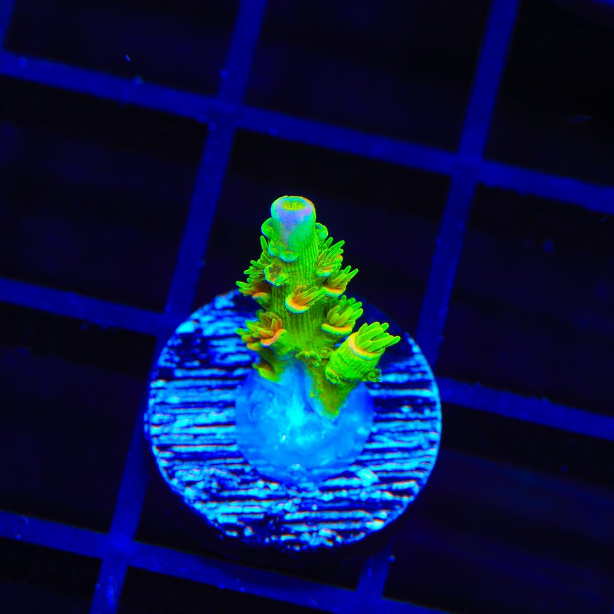 TSA Peter Pan Acropora Coral