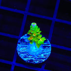 TSA Peter Pan Acropora Coral