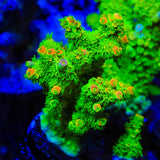 TSA Peter Pan Tenuis Acropora Coral