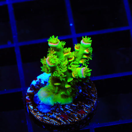 TSA Peter Pan Tenuis Acropora Coral