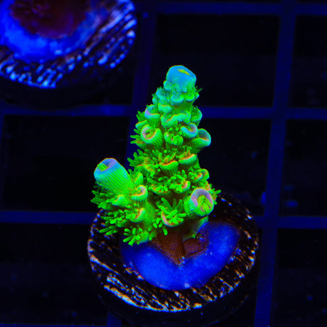 TSA Peter Pan Tenuis Acropora Coral