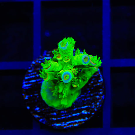 TSA Peter Pan Tenuis Acropora Coral