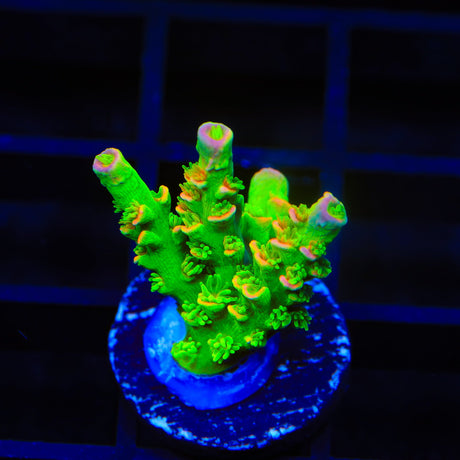 TSA Peter Pan Tenuis Acropora Coral