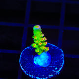 TSA Peter Pan Tenuis Acropora Coral