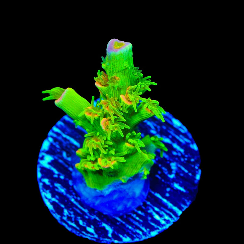 TSA Peter Pan Tenuis Acropora Coral