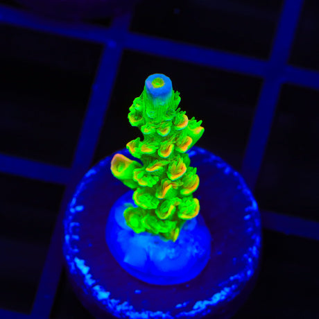 TSA Peter Pan Tenuis Acropora Coral