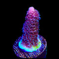 TSA Phantom Millepora Acropora Coral