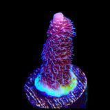 TSA Phantom Millepora Acropora Coral