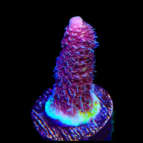 TSA Phantom Millepora Acropora Coral