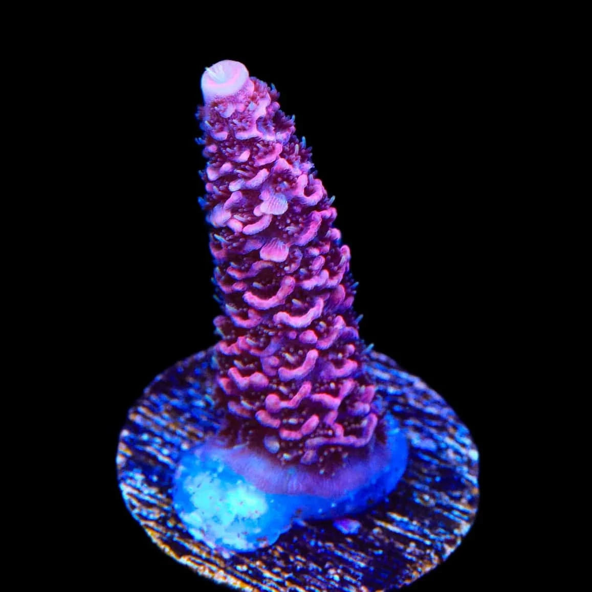 TSA Phantom Millepora Acropora Coral