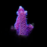 TSA Phantom Millepora Acropora Coral
