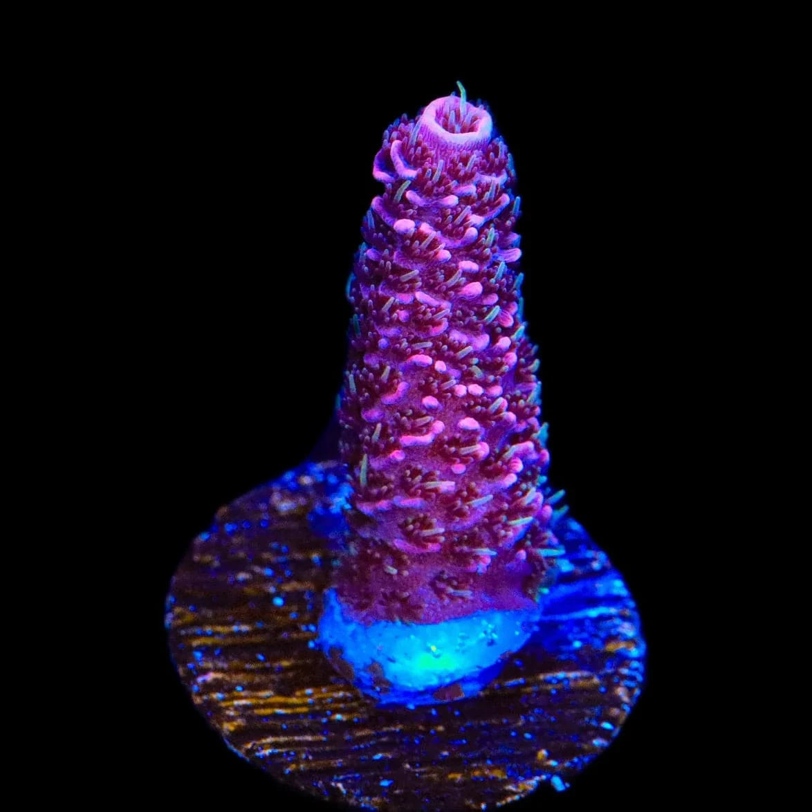 TSA Phantom Millepora Acropora Coral