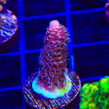 TSA Phantom Millepora Acropora Coral