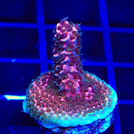 TSA Phantom Millepora Acropora Coral