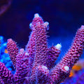 TSA Phantom Millepora Acropora Coral
