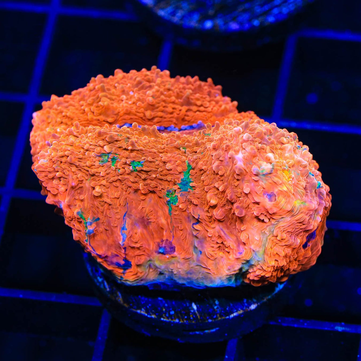 TSA Picassos Dream Echinata Coral