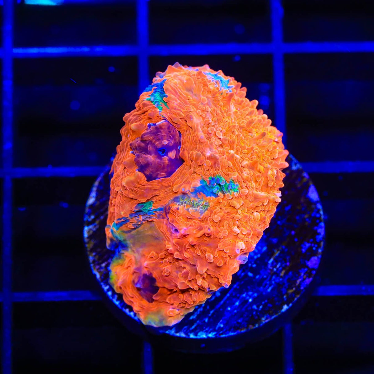 TSA Picassos Dream Echinata Coral