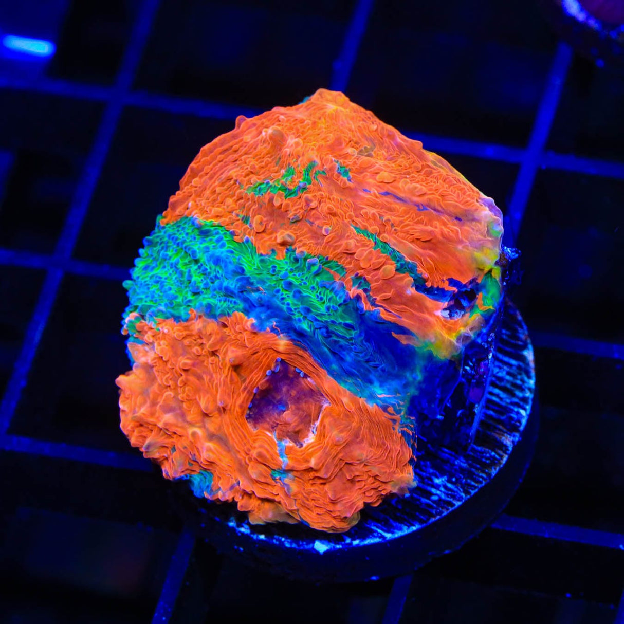 TSA Picassos Dream Echinata Coral