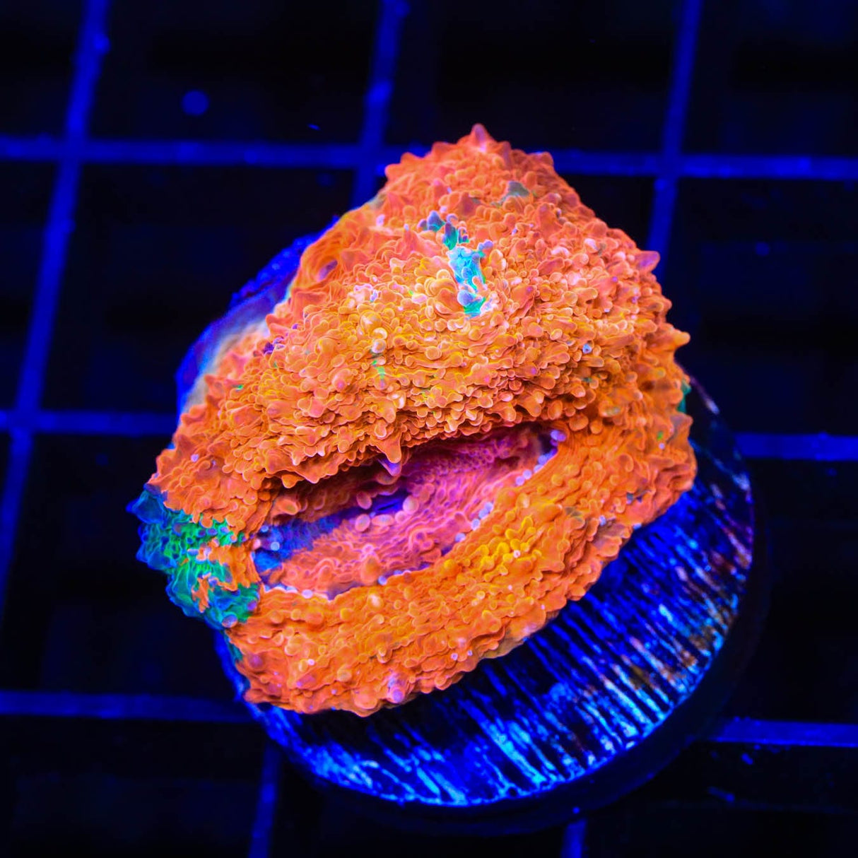 TSA Picassos Dream Echinata Coral