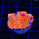 TSA Picassos Dream Echinata Coral
